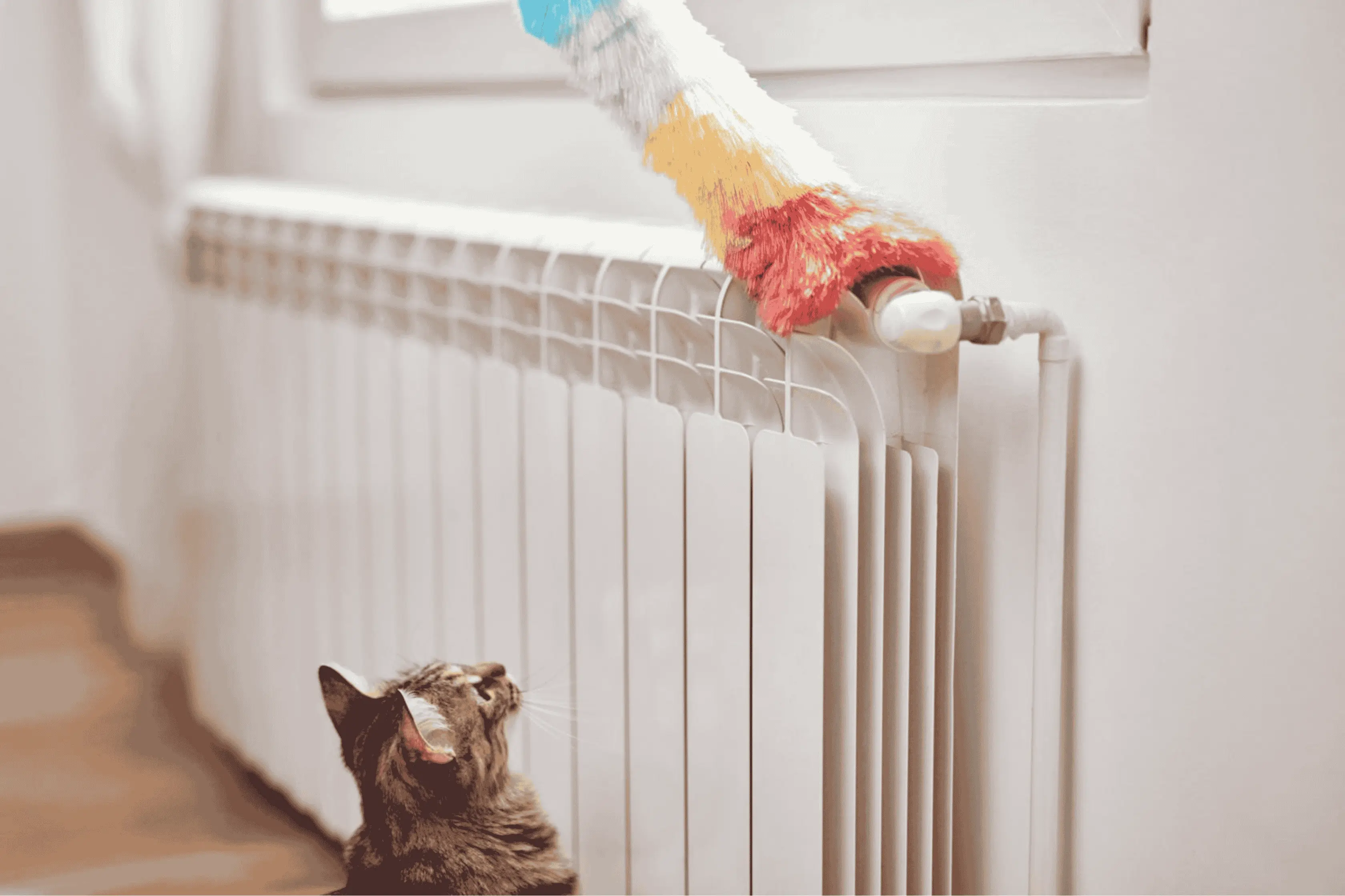 Cat Watching Homeowner Clean The Radiator